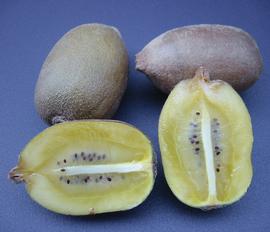   Fruit:   Actinidia chinensis ; Photo by Carol Spears, wikimedia commons
